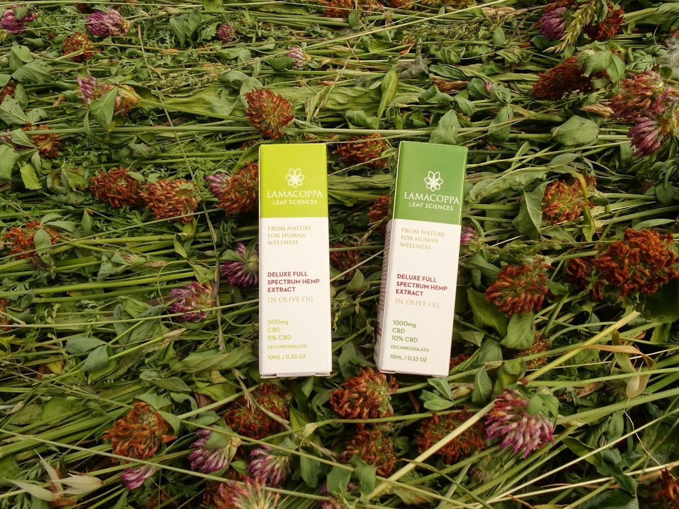 Botanical ingredient close-up with muted green and cream tones