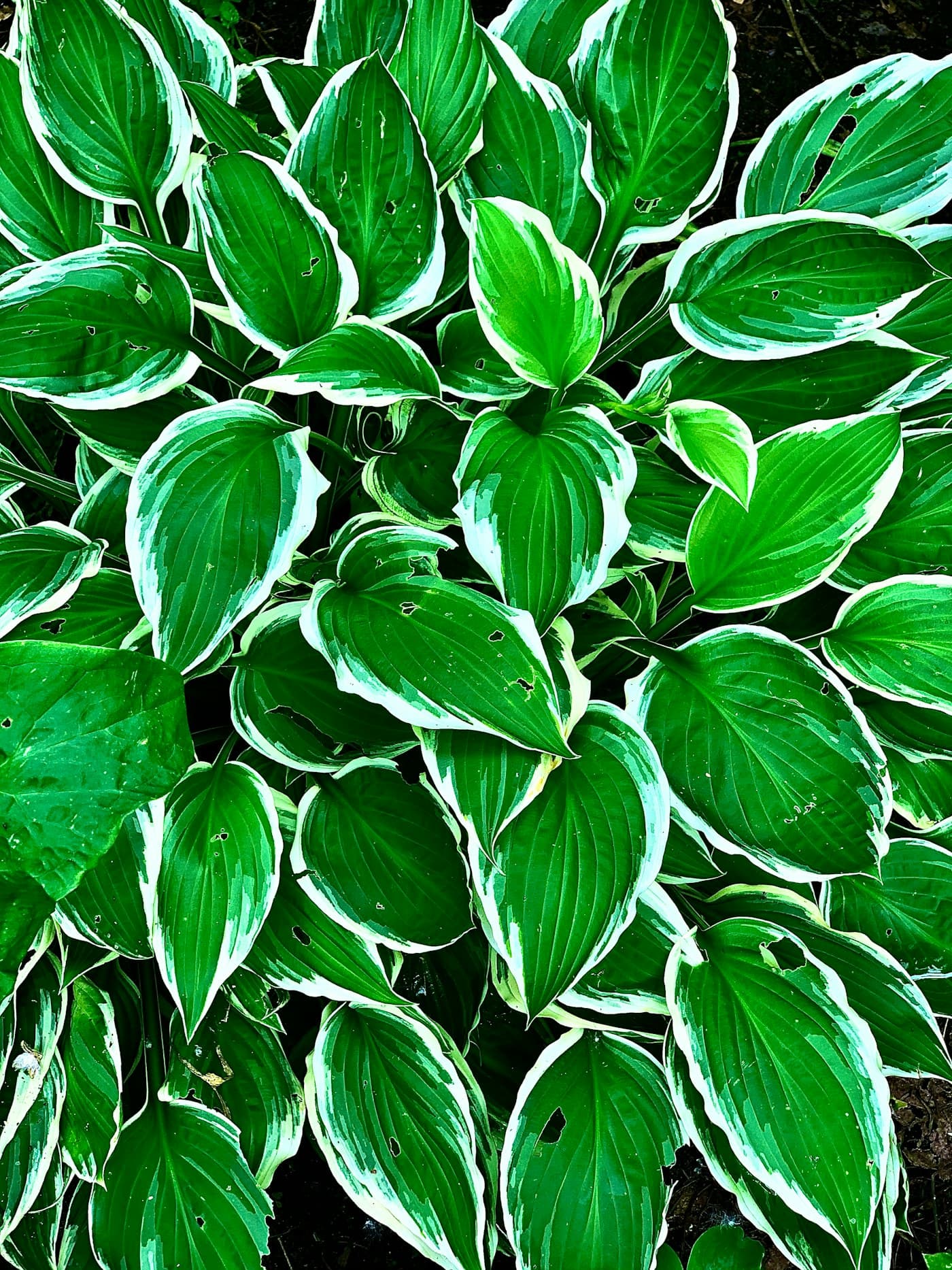 Close-up of an aloe vera leaf with a fresh green texture